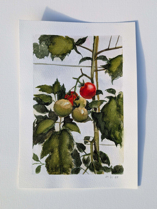 Watercolour painting of tomatoes on the vine in late summer, some ripe red, by Daniela Militaru.
