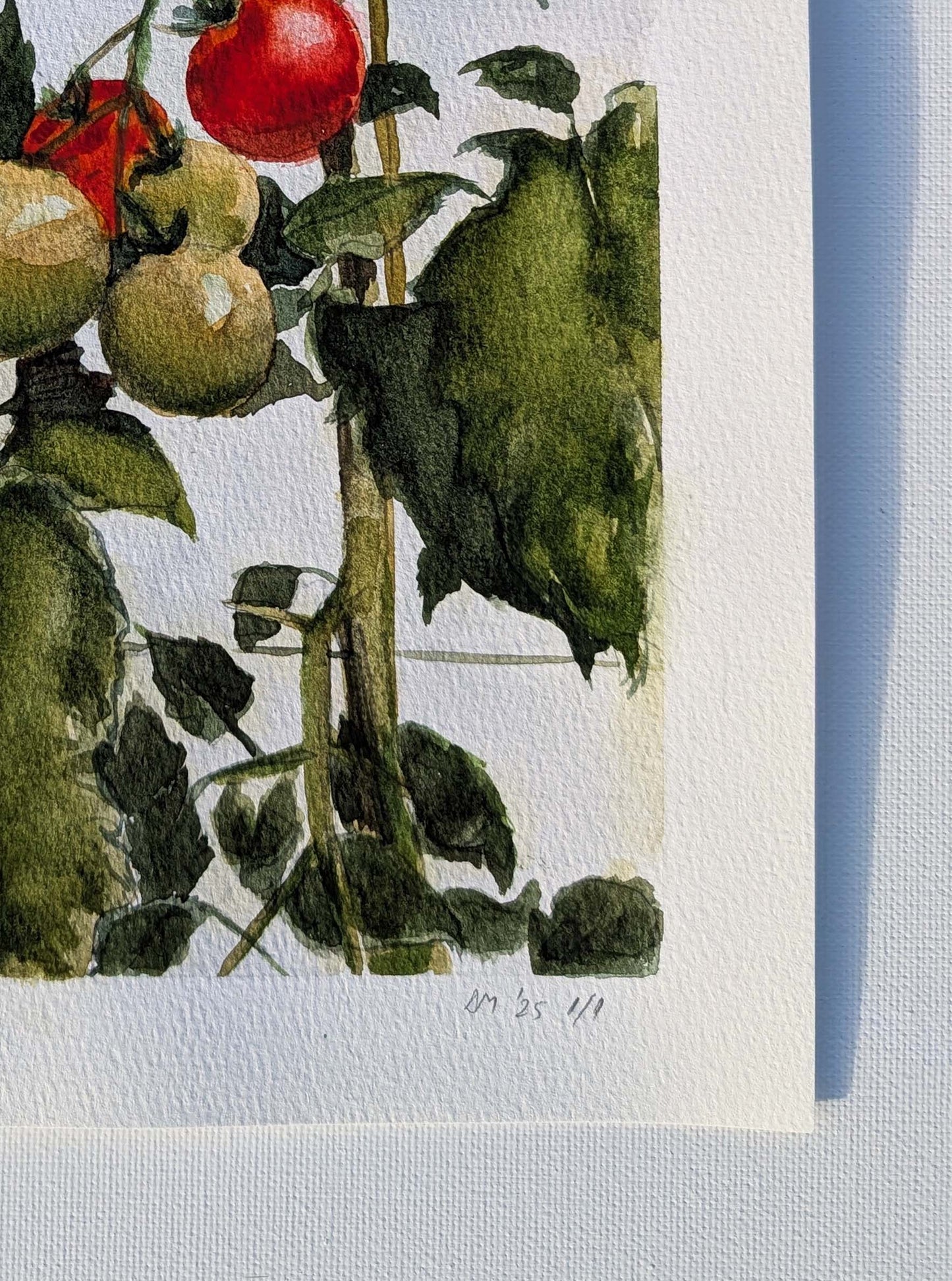 Close-up of artist signature on the watercolour painting of tomatoes on the vine in late summer, some ripe red, by Daniela Militaru.